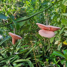 Load image into Gallery viewer, Oyster mushroom earrings